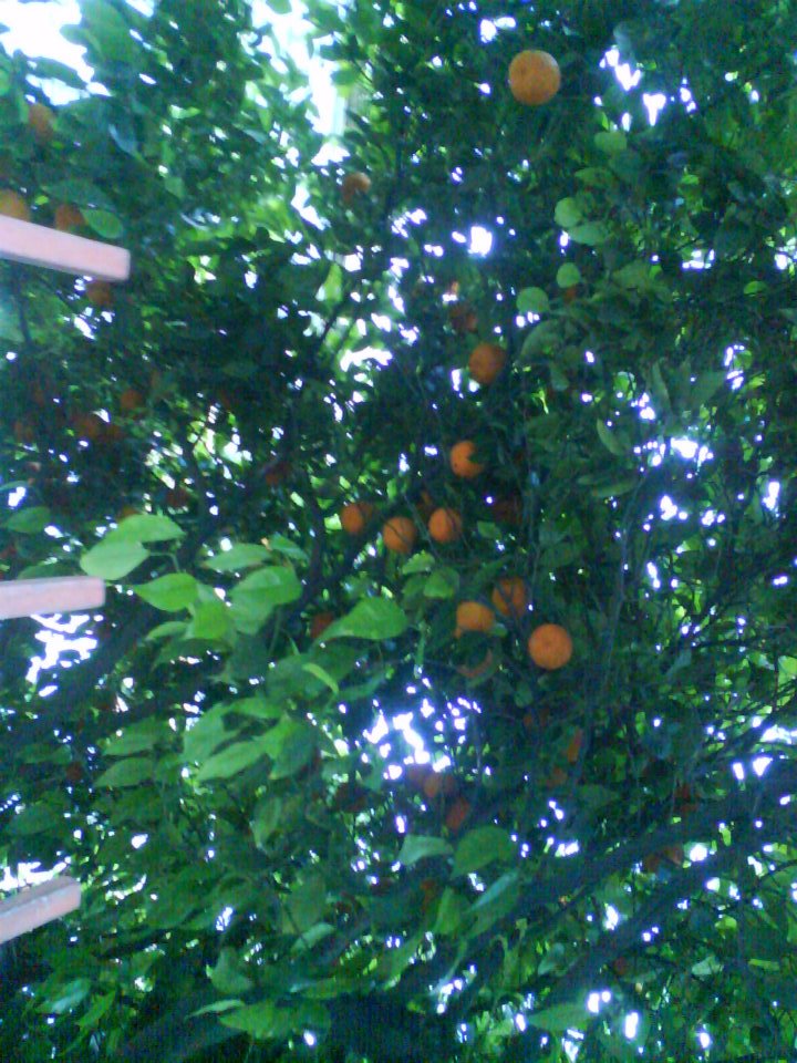 528759_4020745959513_110075975_n