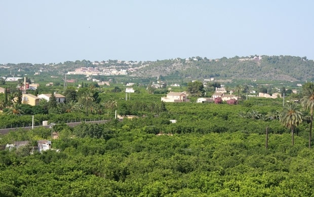 carcaixent-valencia-orange-groves